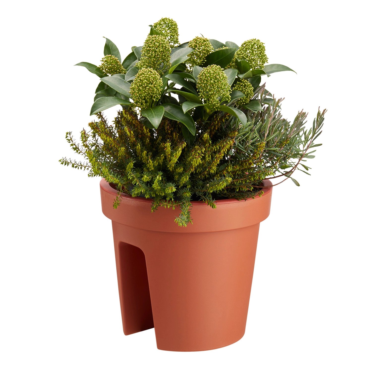 belavi® Pflanztopf* ALDI SÜD
