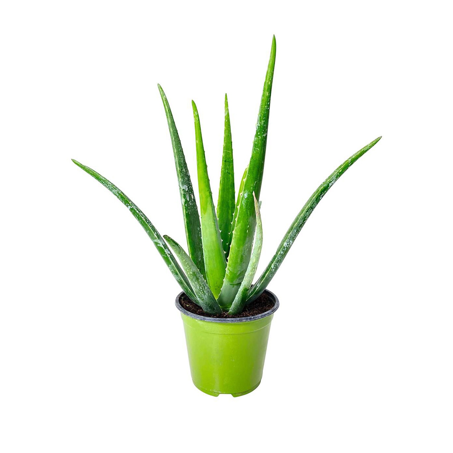 Aloe vera ALDI