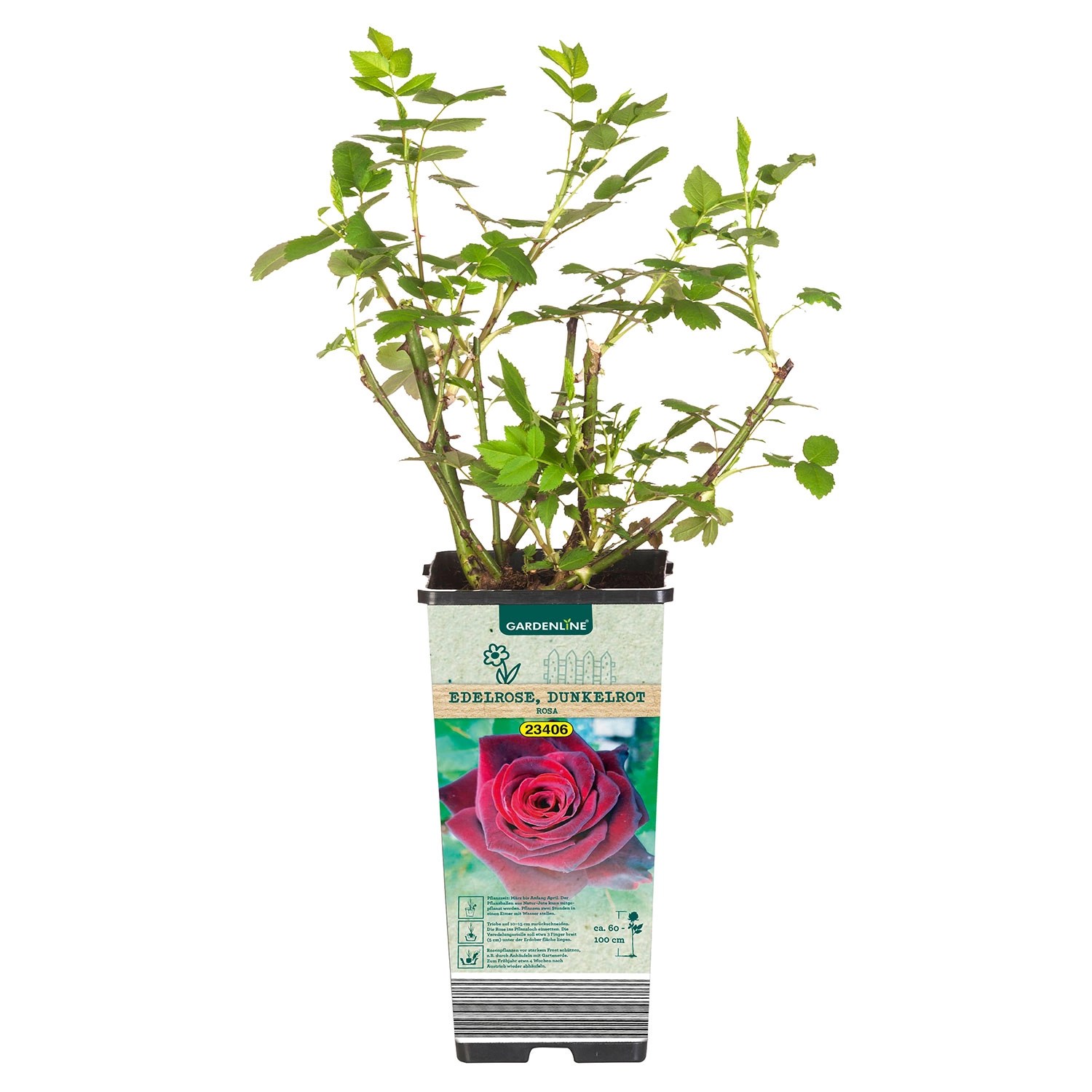 GARDENLINE Rosen ALDI SÜD
