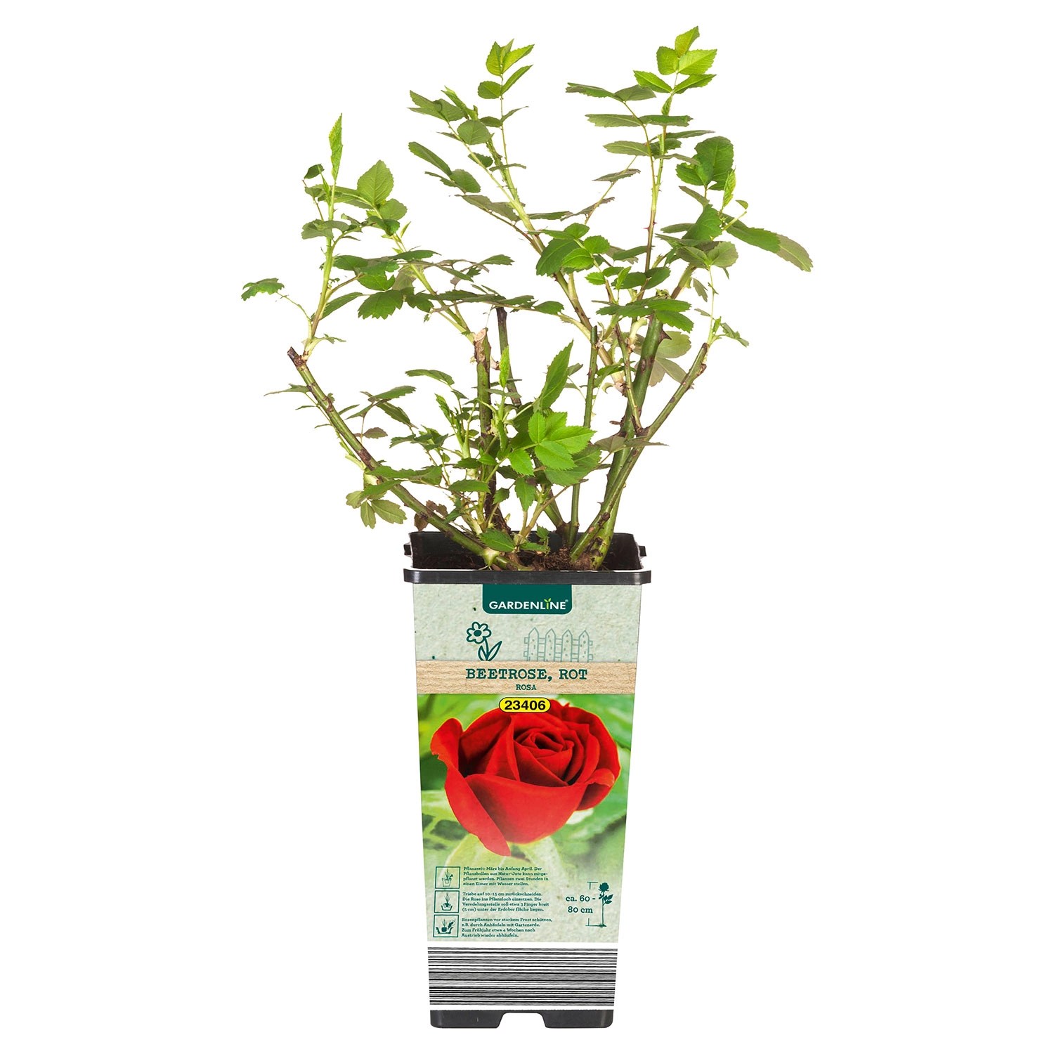 GARDENLINE Rosen ALDI SÜD