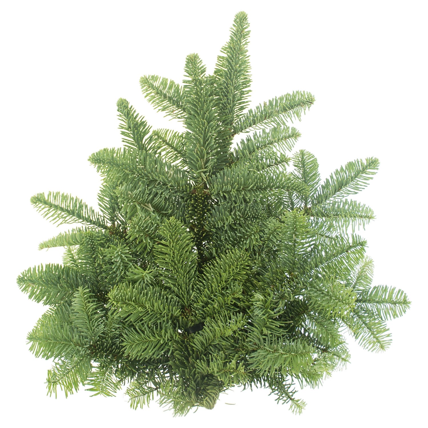 GARDENLINE Tannenhandbund ALDI SÜD