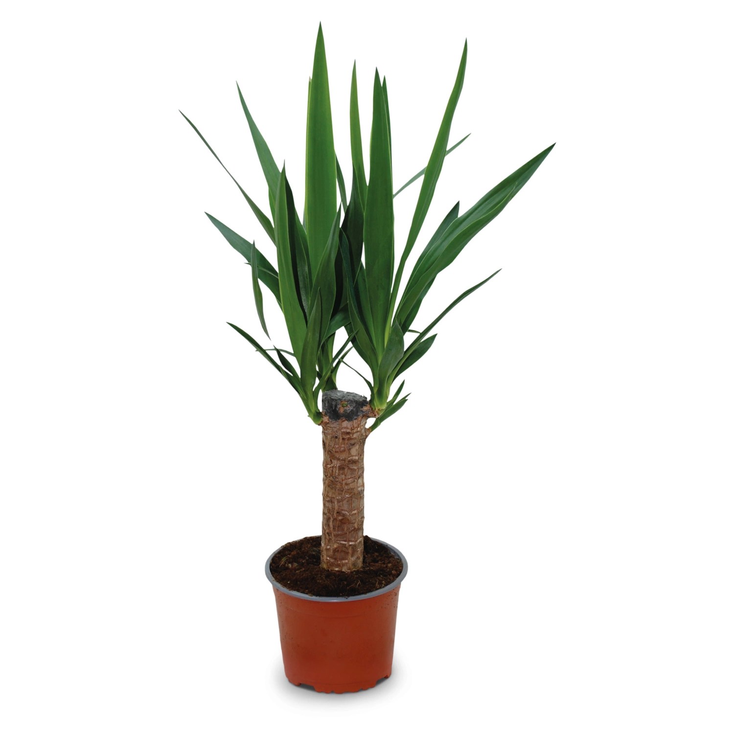 Plante énergétique Feng Shui, Yucca ALDI SUISSE