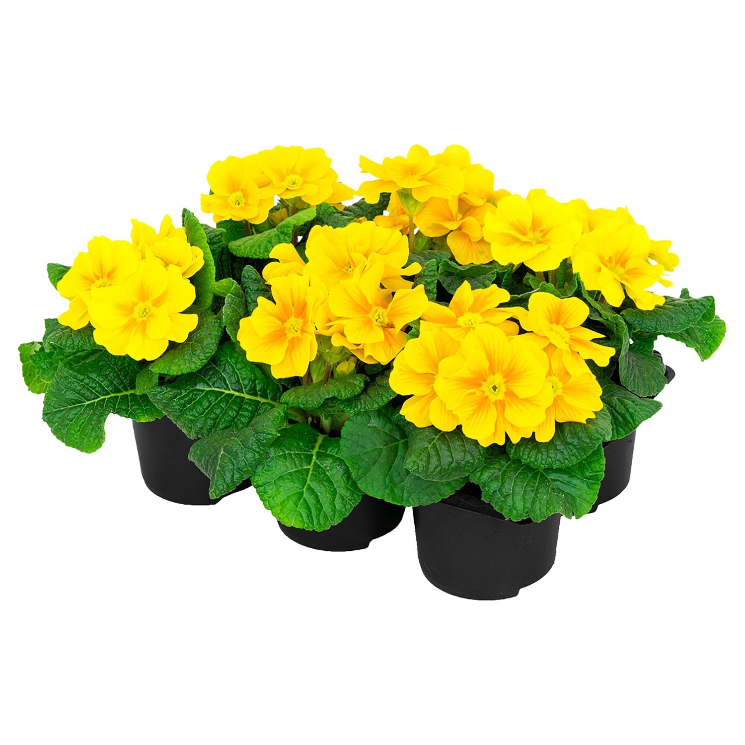 GARDENLINE Primeln, 6erPackung ALDI SÜD