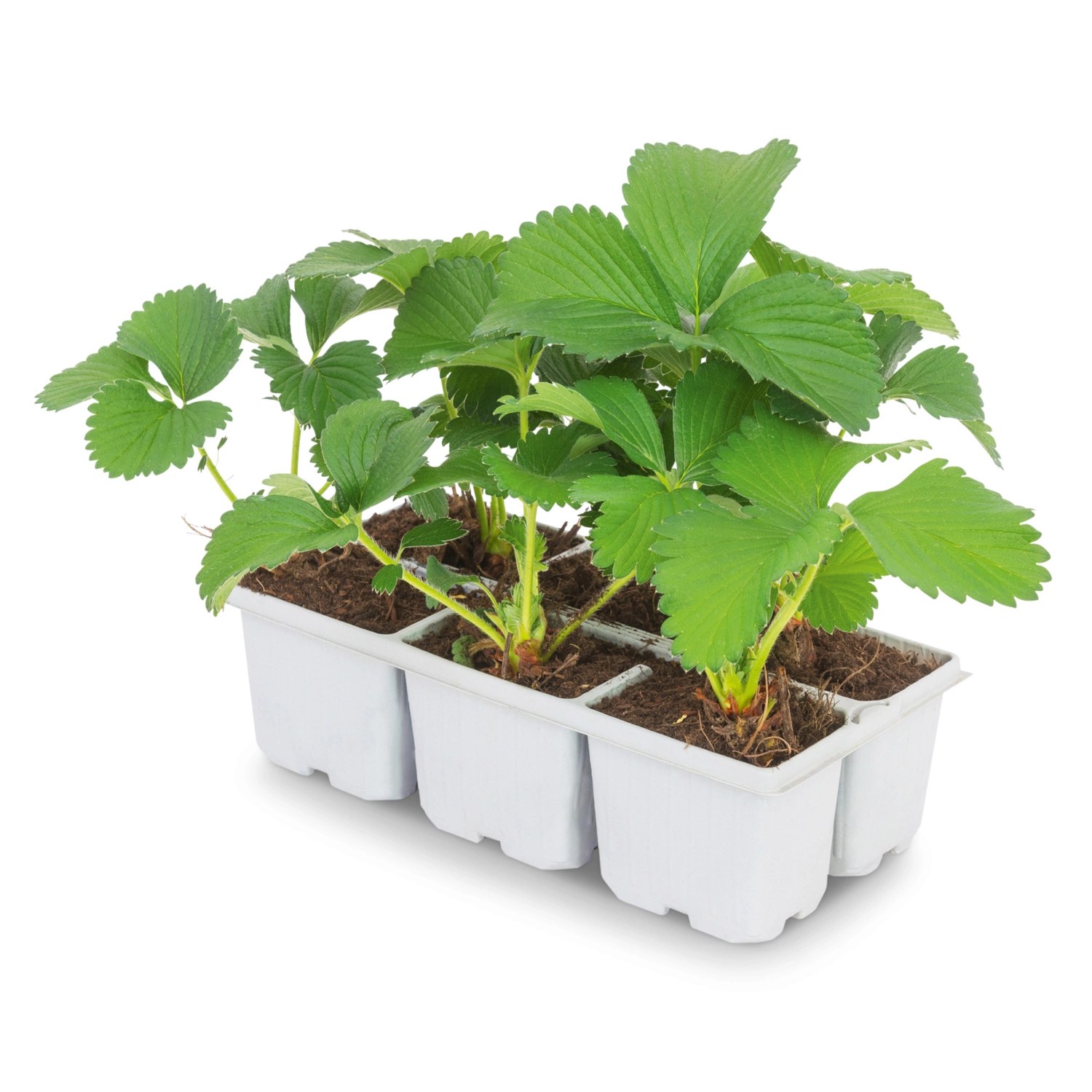 Erdbeerpflanze, Korona HOFER