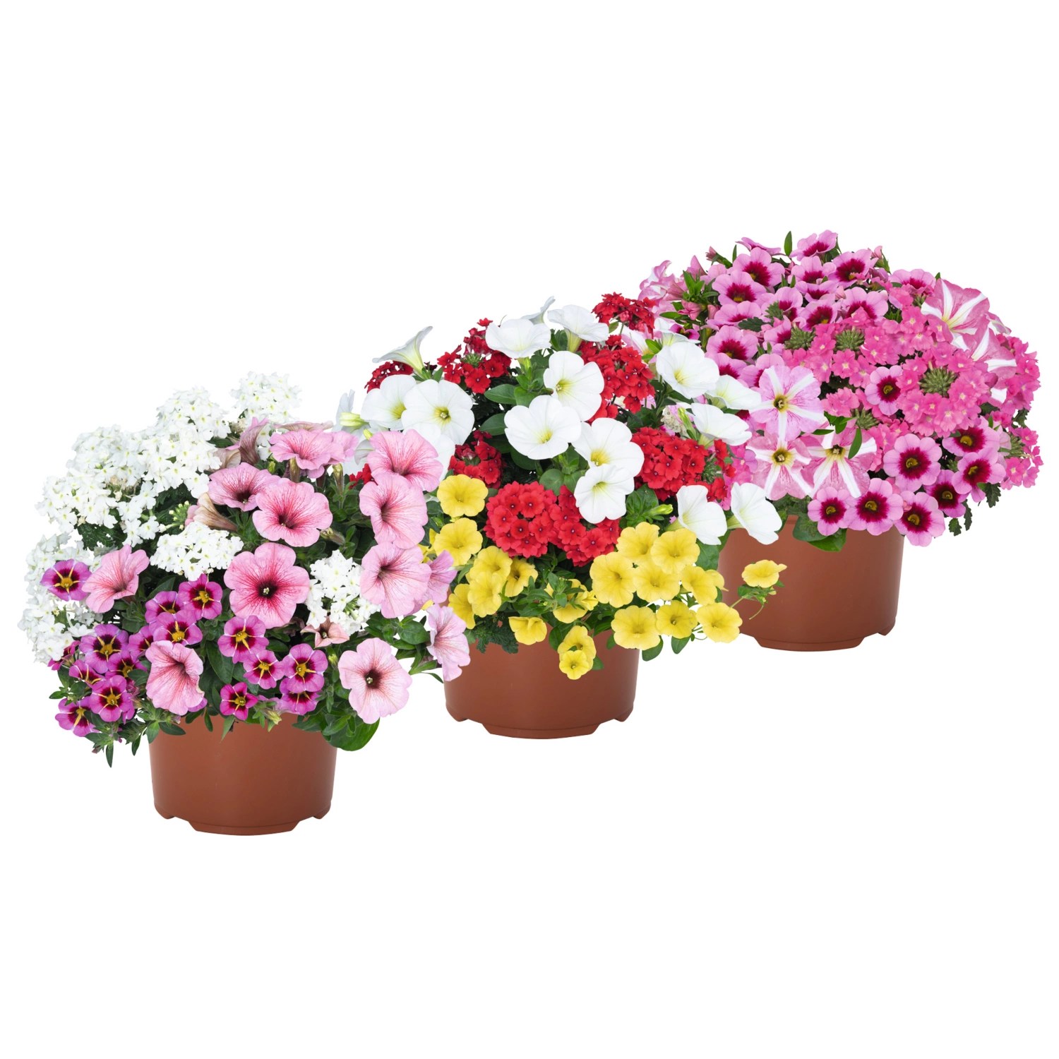 Confetti Garten T17 ALDI SUISSE