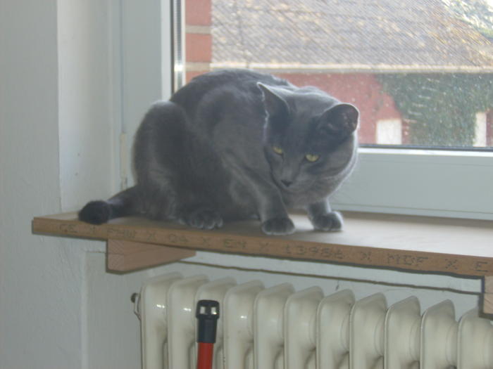 Schmale Fensterbänke billig verbreitern... wer bietet weniger? Katzen