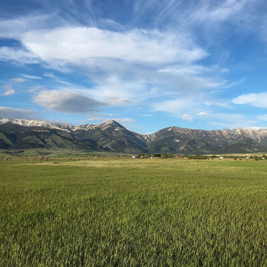 Pauline Kristensen Flowers Delivery Bozeman Mt / Gifts by Gainans