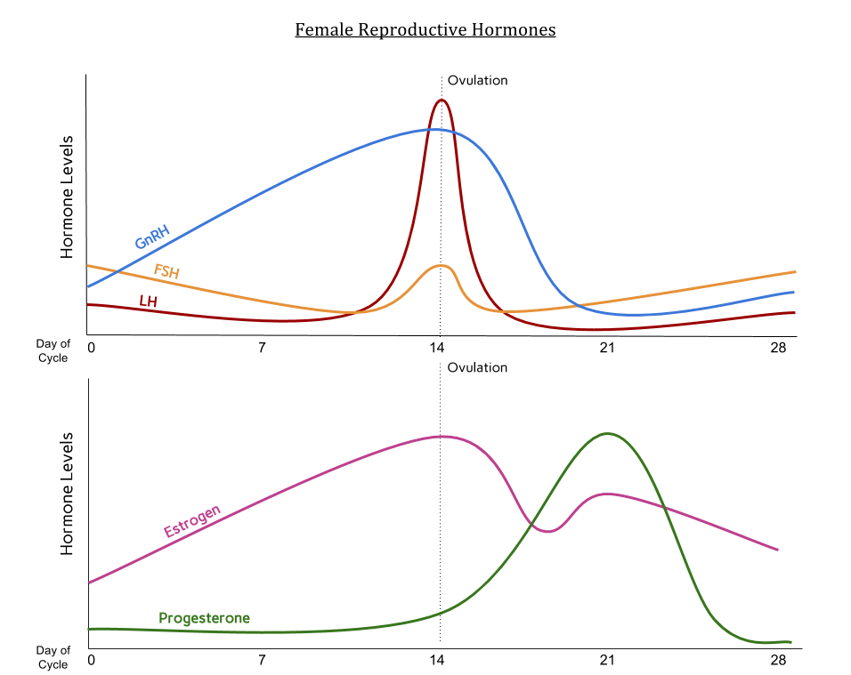 Female Hormone Lesson Renee Cotter, MD Gynecologists