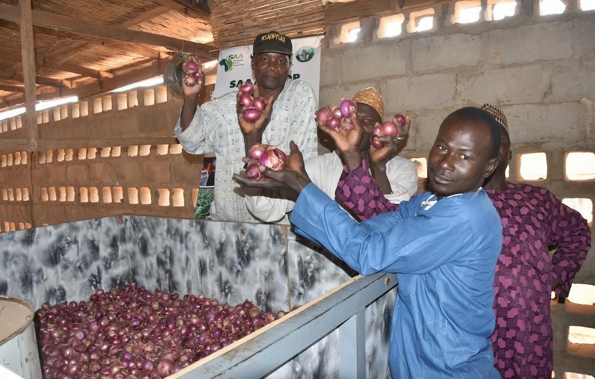 New technology helps farmers improve onion shelf life SAA Walking