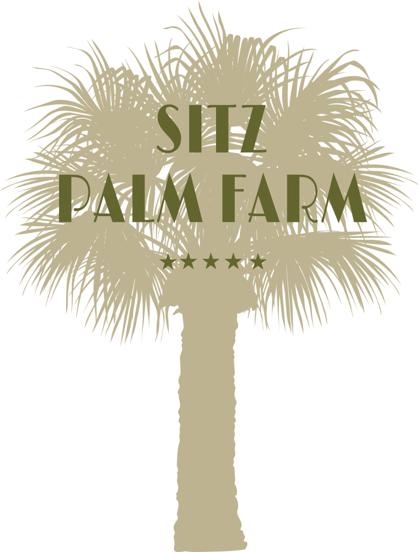 Home Texas Sabal Palm Trees