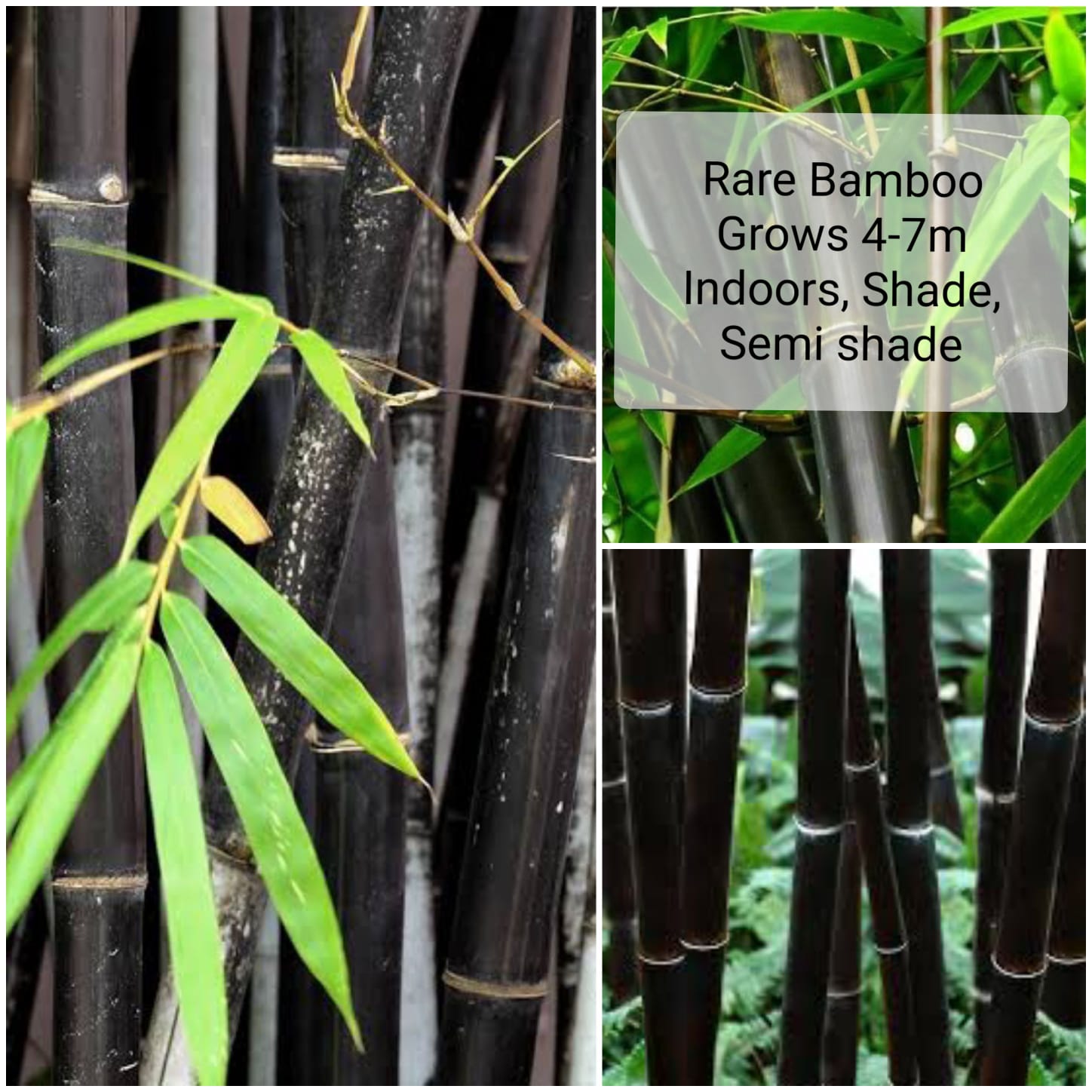 Bamboo Plants Sabambu