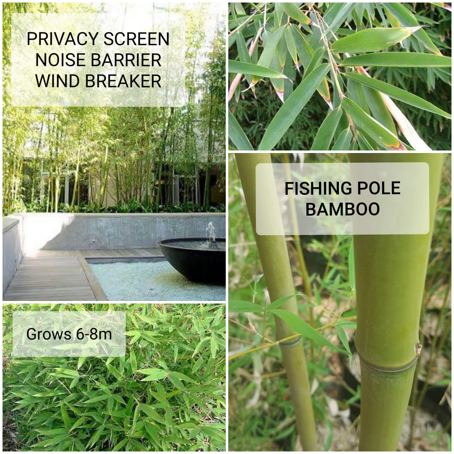 Bamboo Plants Sabambu