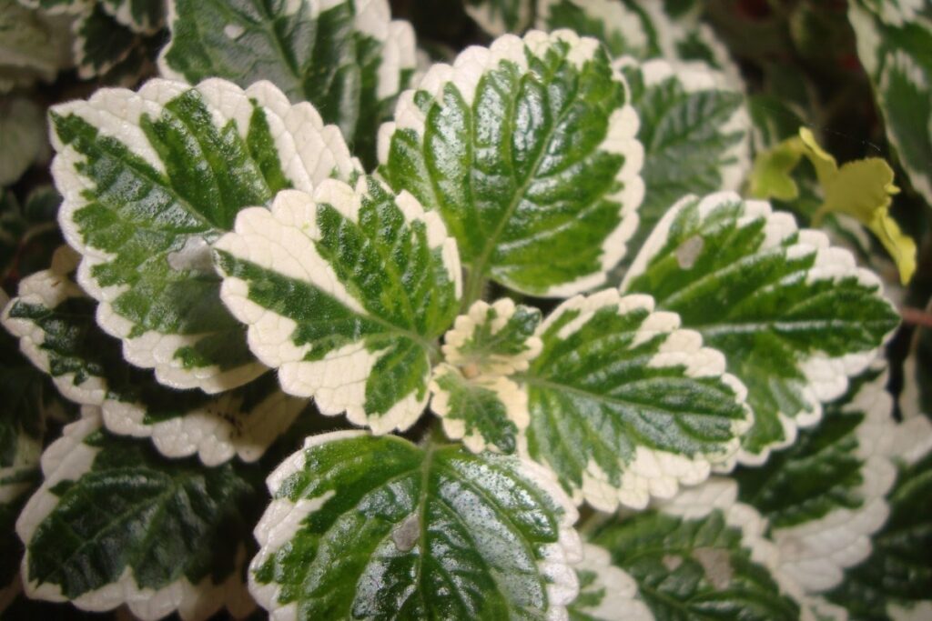 PLANTA DE INCIENSO , todo lo que debemos conocer sobre ella y más