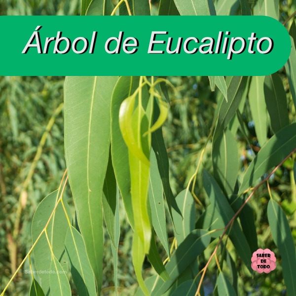 ÁRBOL DE EUCALIPTO, todo lo que debes conocer y más
