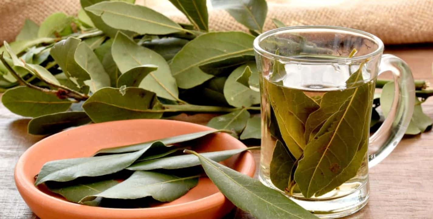 TÉ DE LAUREL, aplicaciones, beneficios y mucho más.