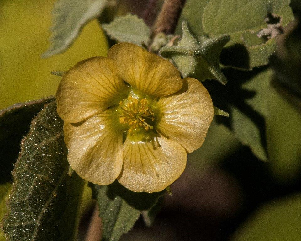 Indian Mallow