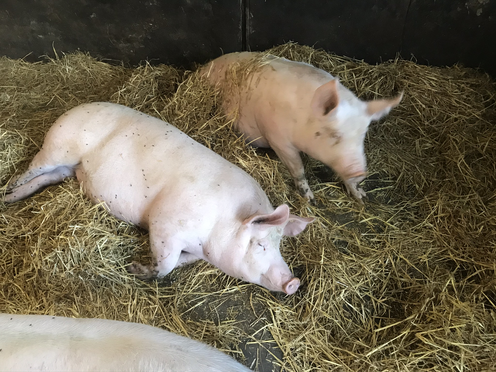 Schweine SaBö Hof in Nantrow bei Wismar