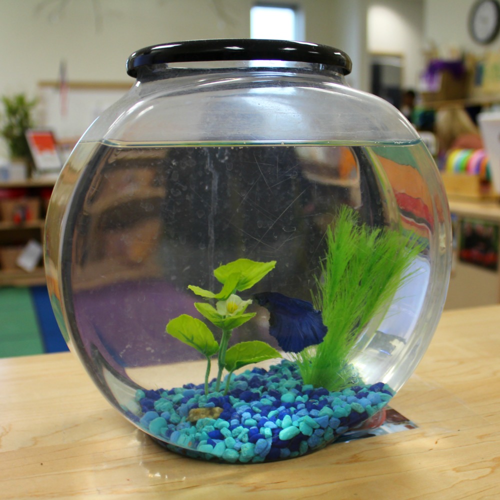 Classroom fish at Pre K 4 SA South Education Center San Antonio