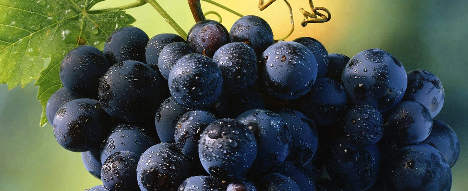 Saco Fruits Indian Grape Grower & Exporter