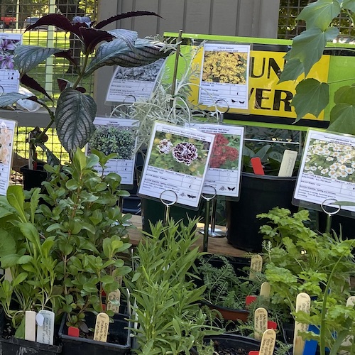 Fall Plant Sale Sacramento Perennial Plant Club