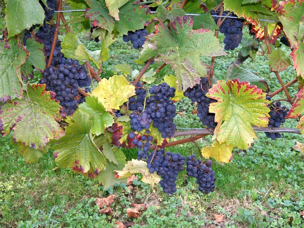 Gardening Jobs in March Sacred Earth