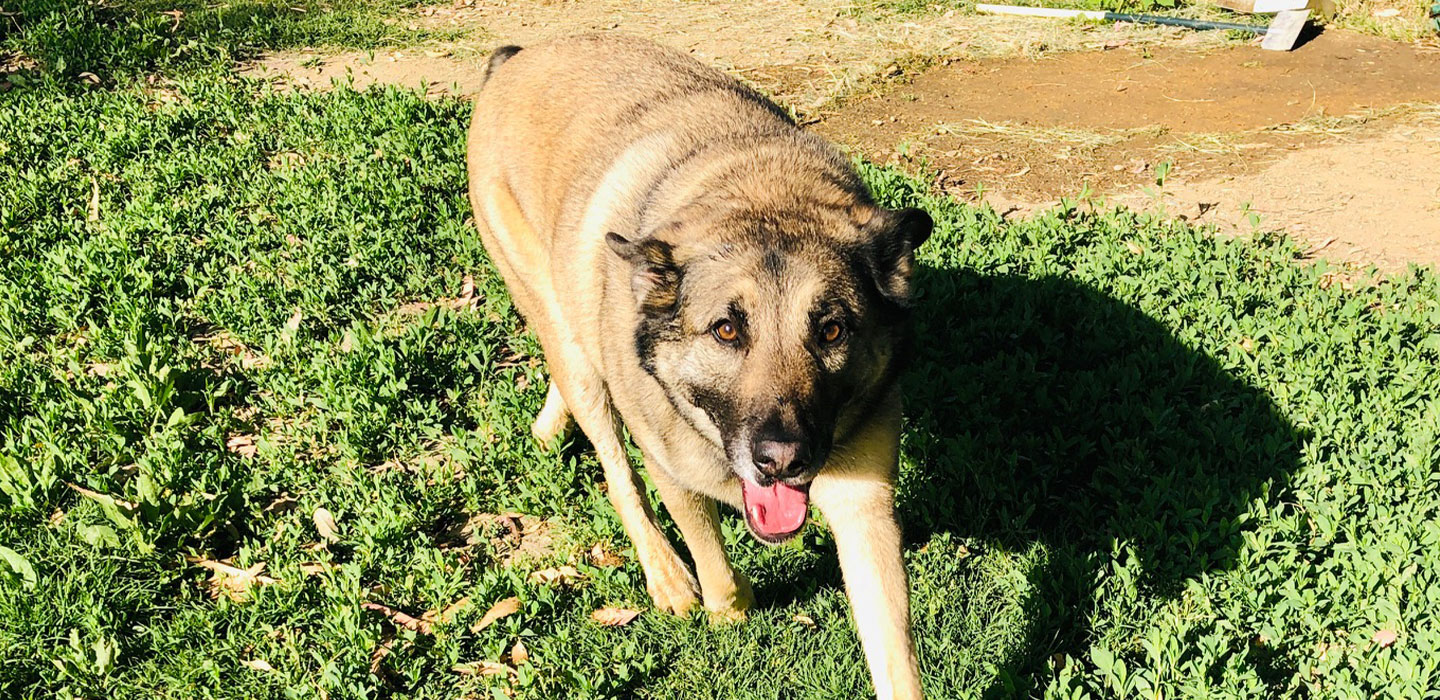 Home River Dogs Resort