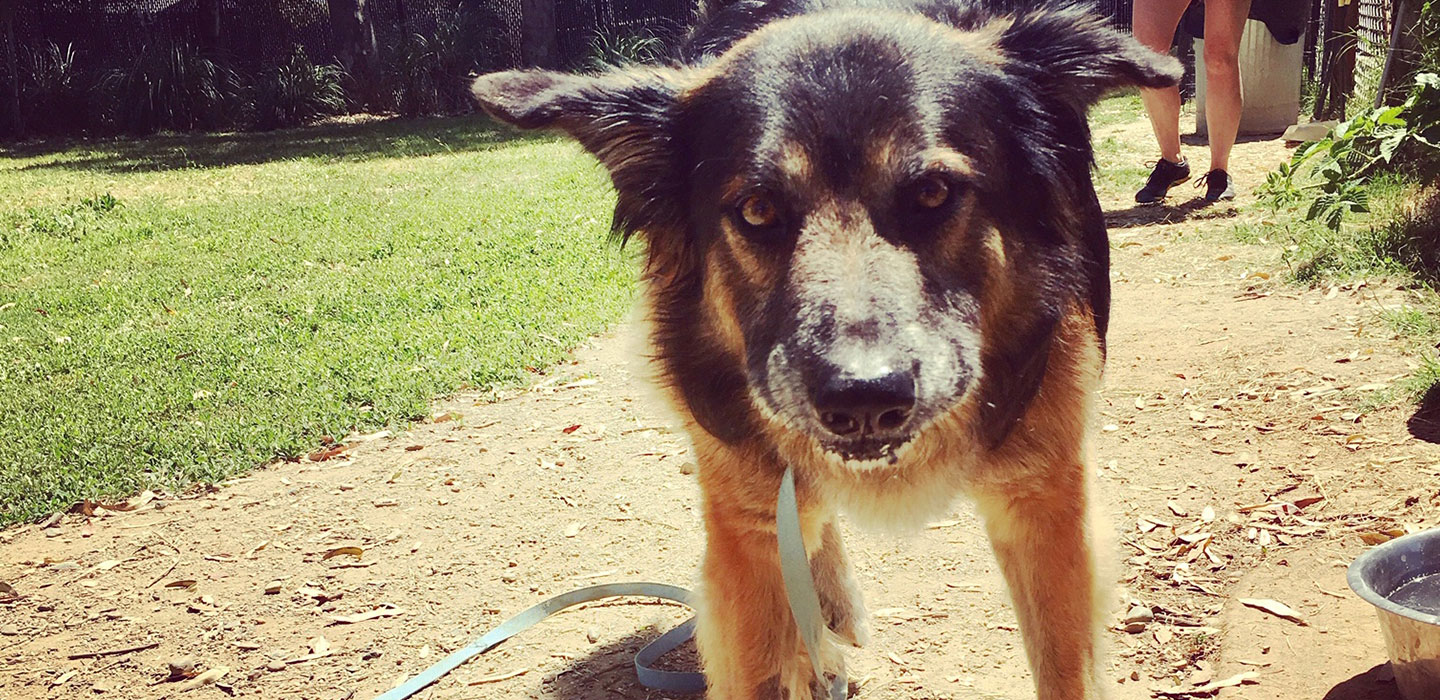 Home River Dogs Resort