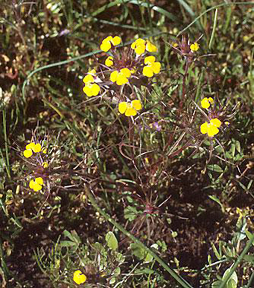 Butterandeggs or Common Owl’sClover Splash