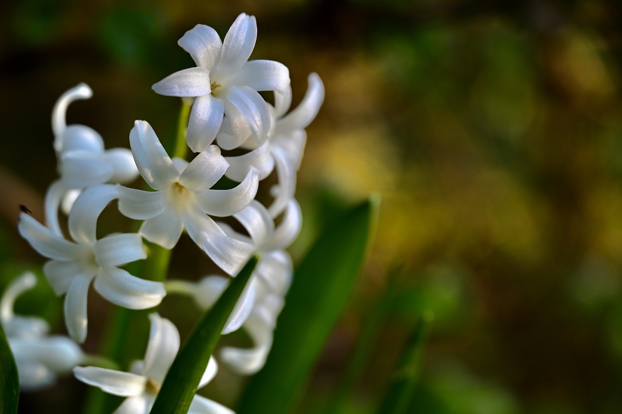 White Hyacinth Splash
