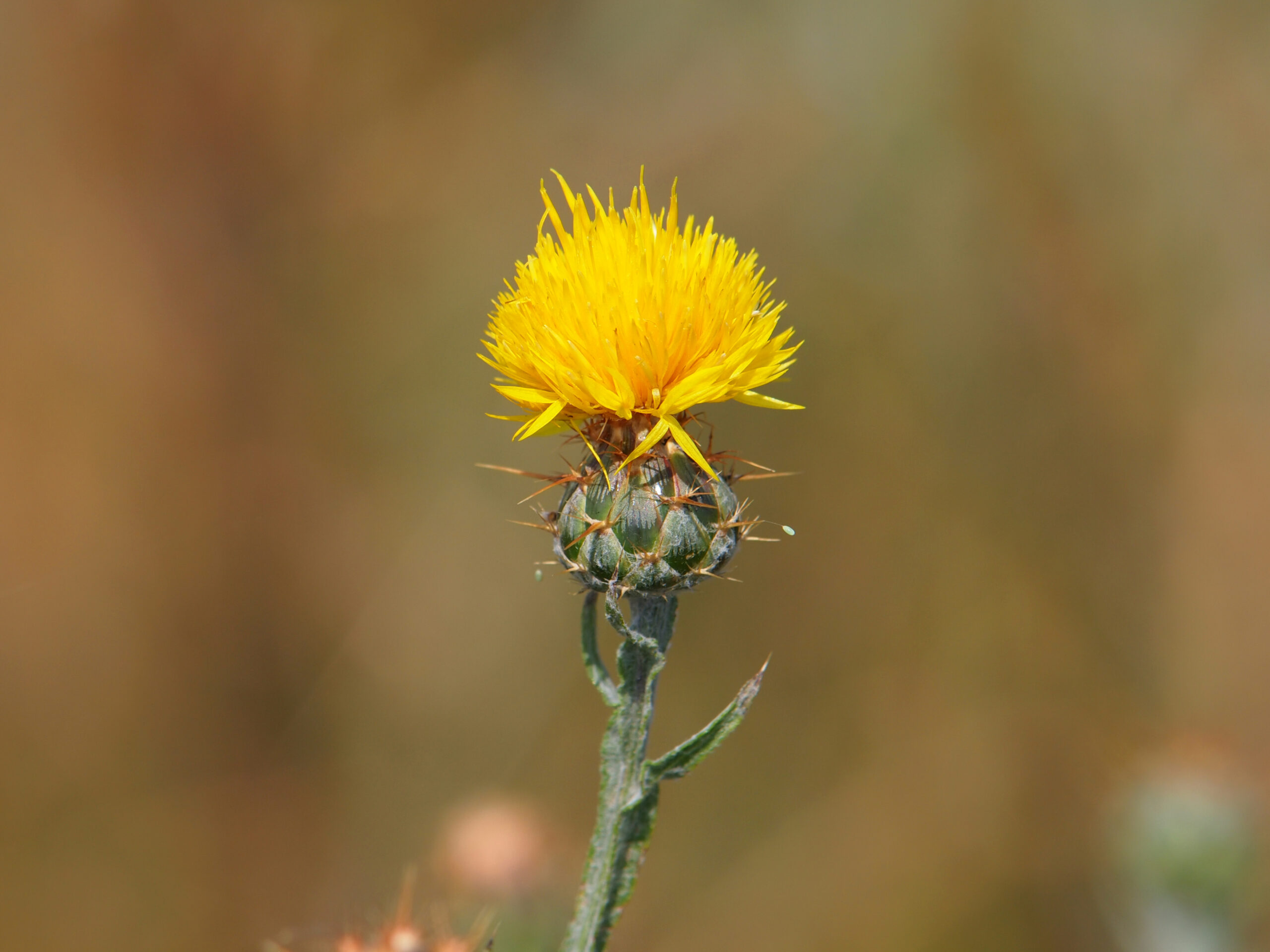 Yellow Starthistle Splash