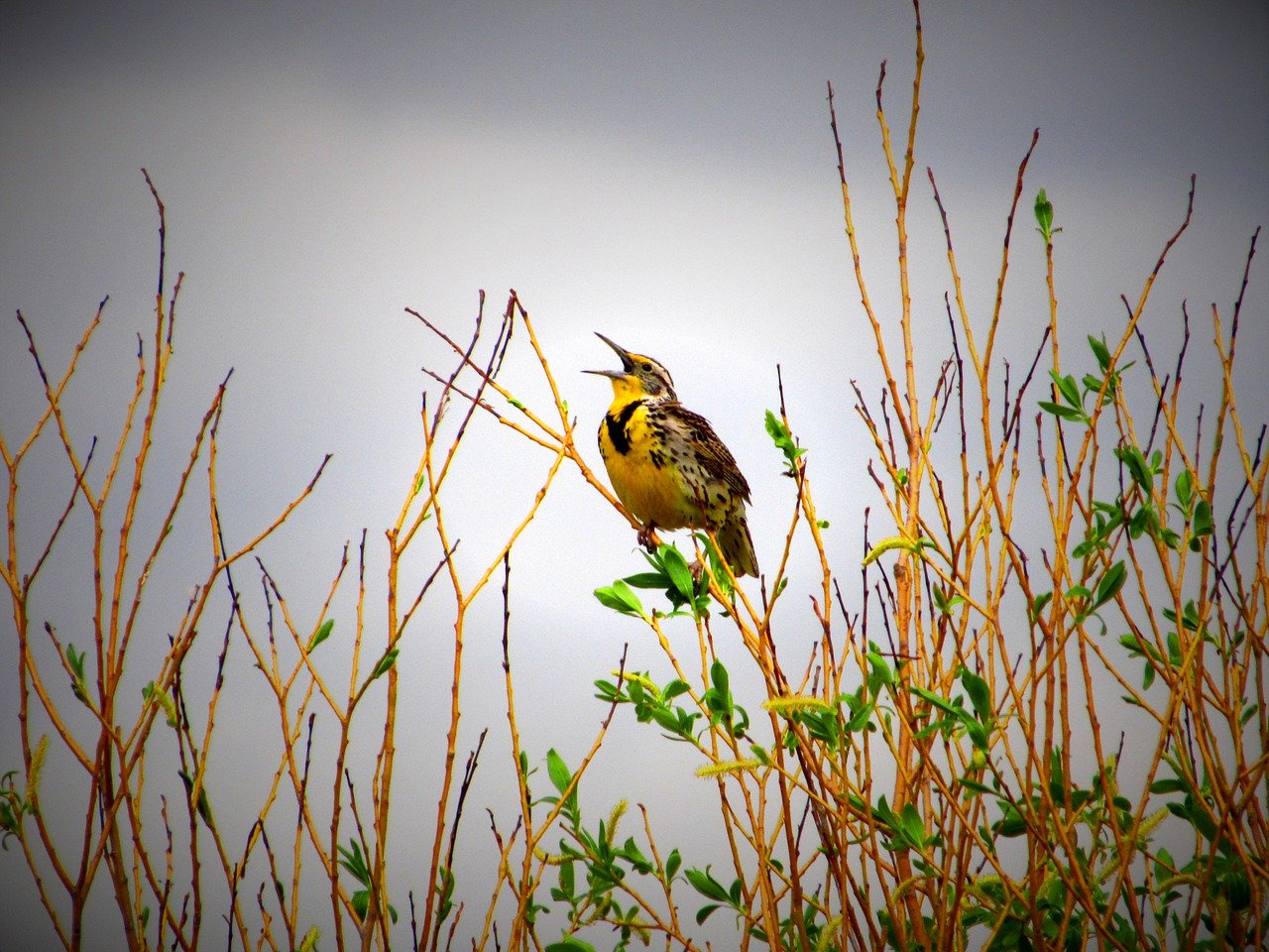 Western Meadowlark Splash