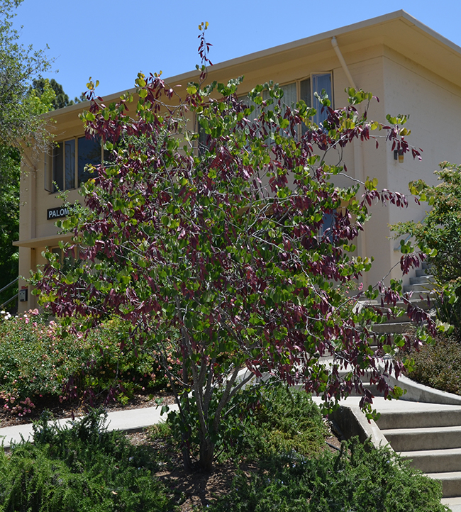Western redbud Sacramento Tree Foundation