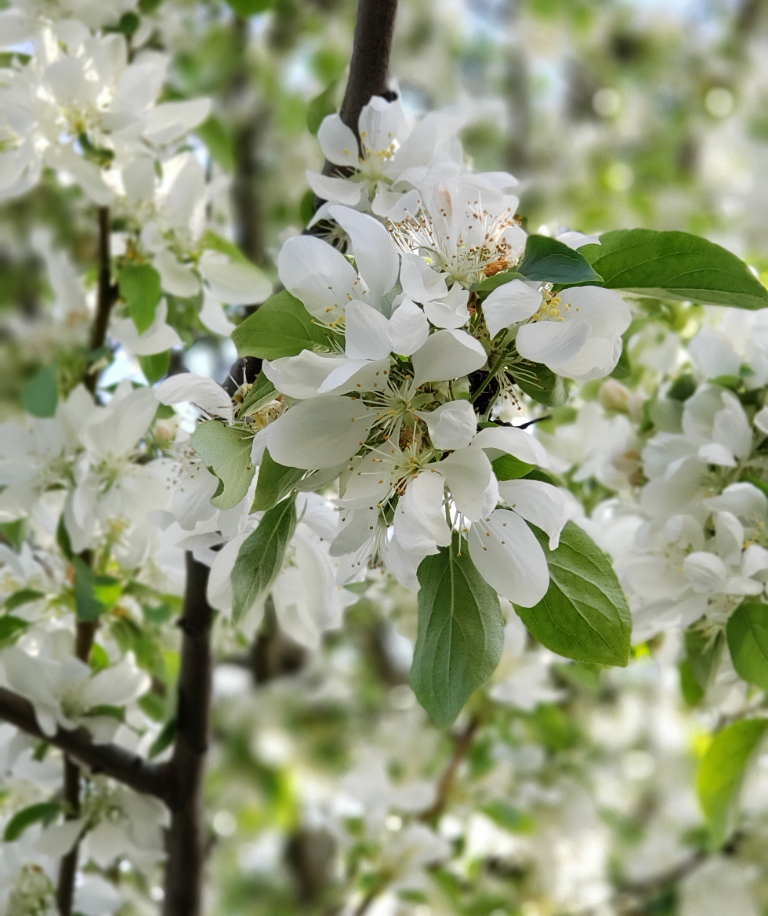Spring Snow crabapple - Sacramento Tree Foundation