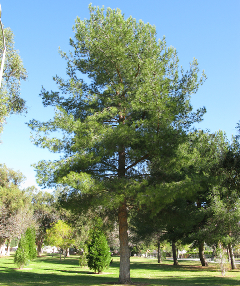 Afghan pine Sacramento Tree Foundation