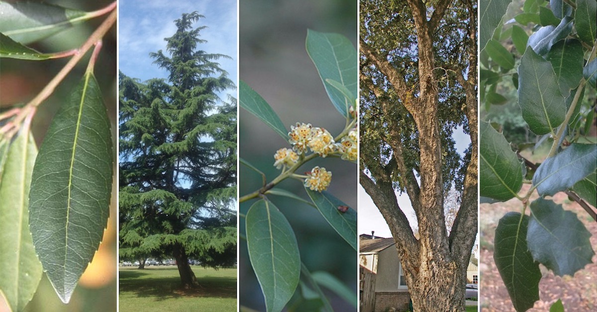 Top 5 evergreen trees for Sacramento Sacramento Tree Foundation