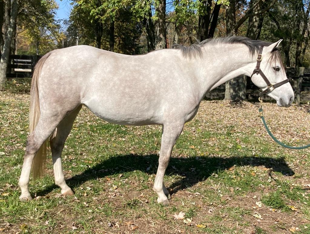 *Telynau Gallant Saddle Lake Equestrian Center