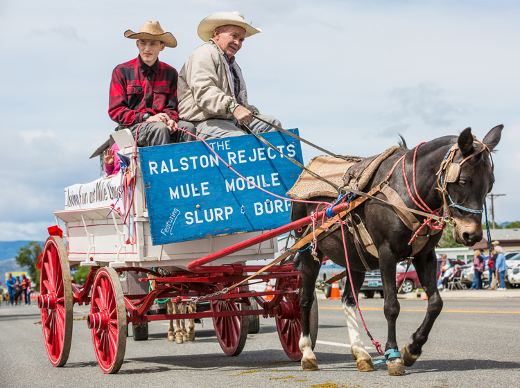 Saddle Mule Auction Jake Clark Mule Days, Ralston WY