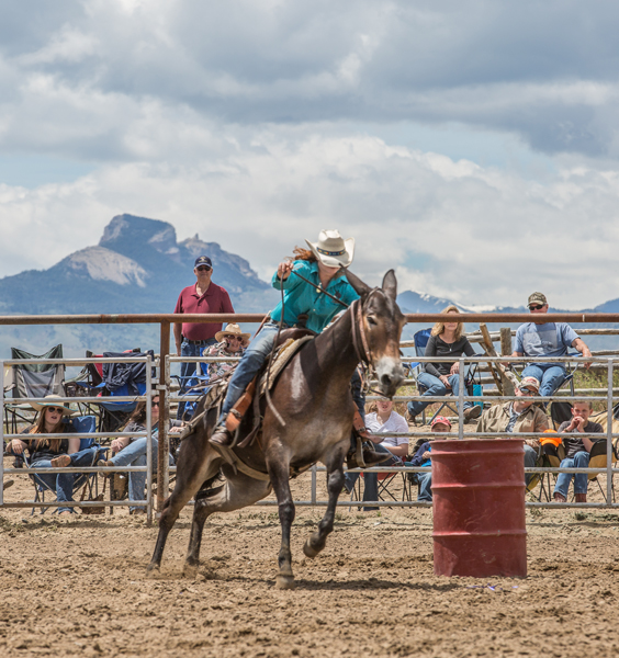 Saddle Mule Auction Jake Clark Mule Days, Ralston WY