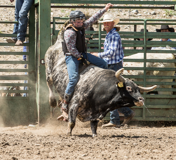 Saddle Mule Auction Jake Clark Mule Days, Ralston WY