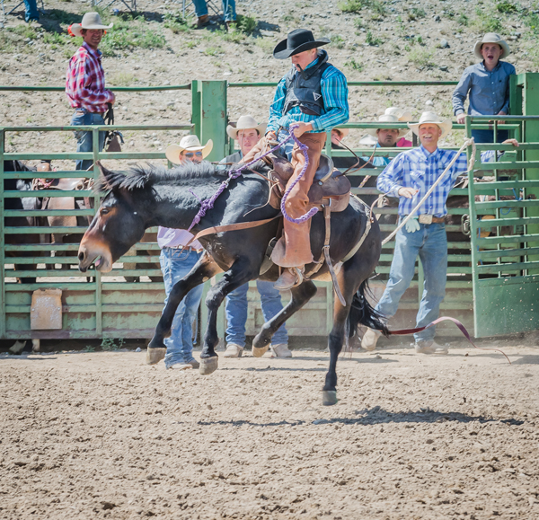 Saddle Mule Auction Jake Clark Mule Days, Ralston WY