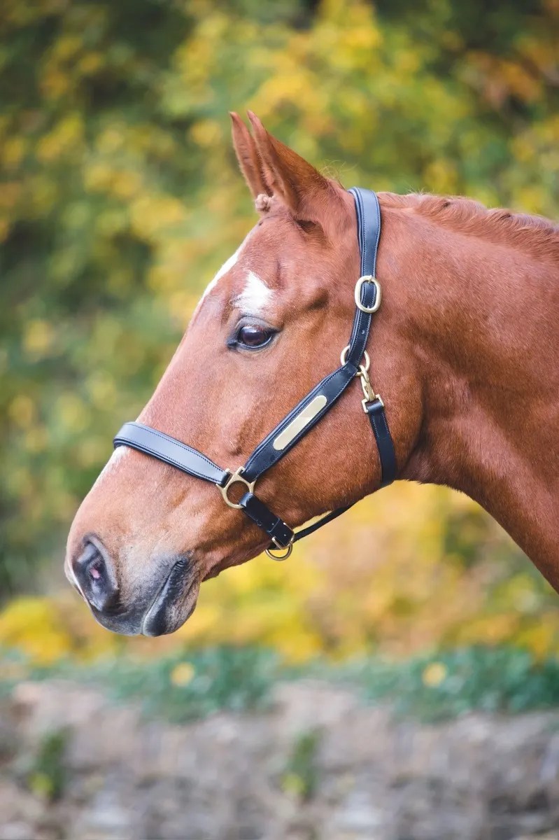 Leather Headcollar With Nameplate The Saddlery and Gunroom