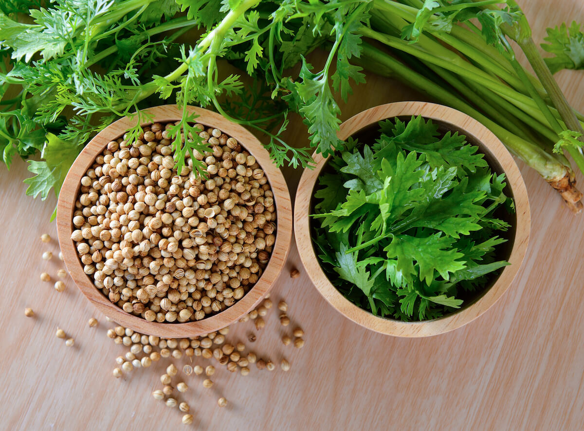 5 basic tips on how to harvest cilantro