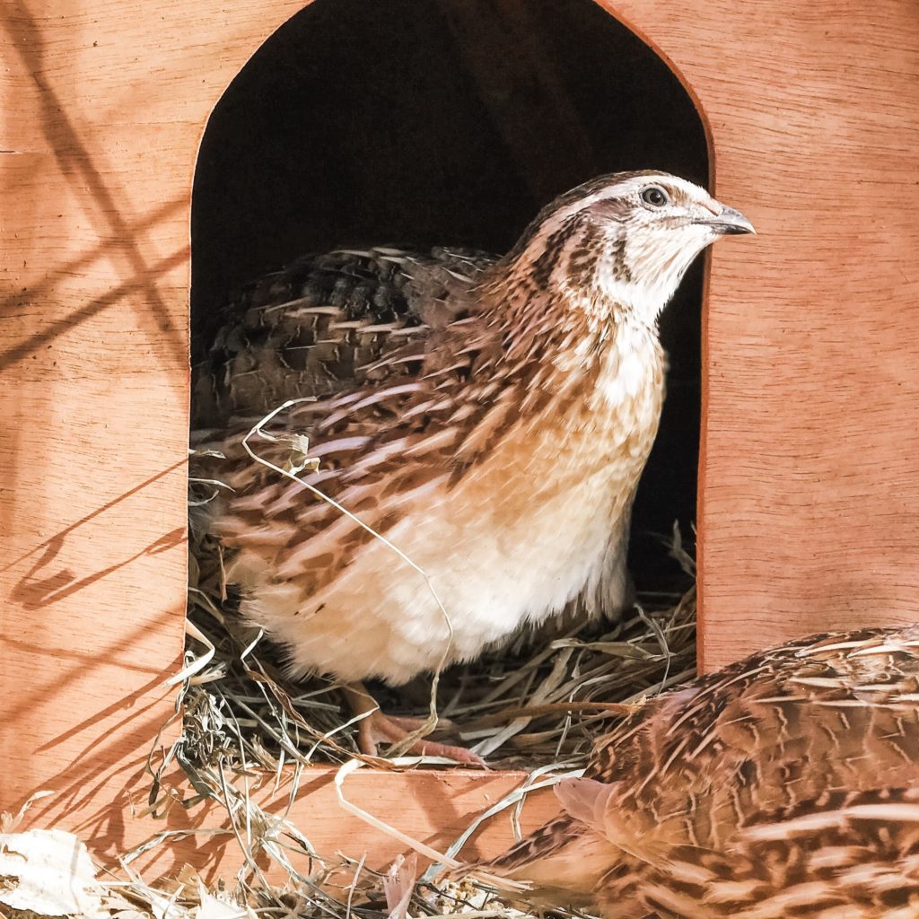 Blue Ridge Jumbo Quail SadieGirl Farm