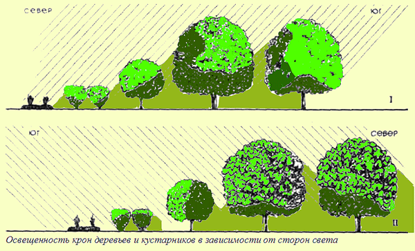 Изображенная ниже диаграмма посадок в саду наглядно показывает какая часть сада отведена под яблони