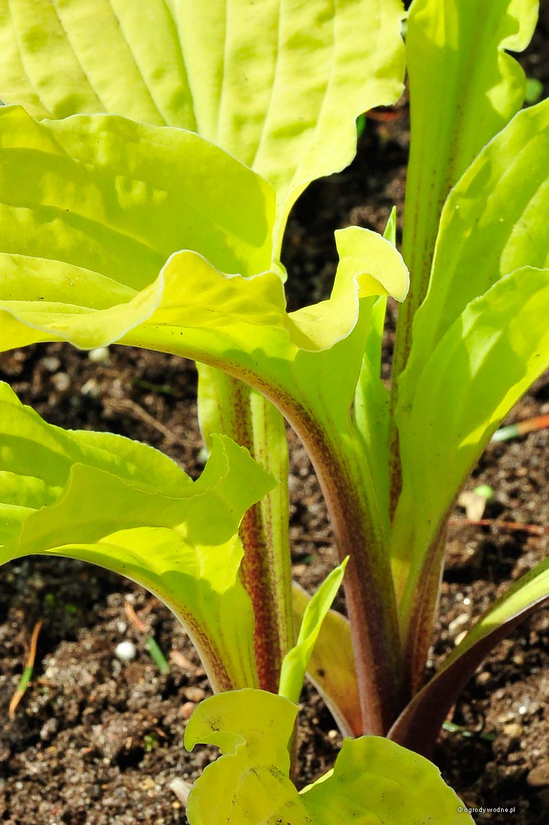 Hosta „Lipstick Blonde” funkia Sadzawka.pl
