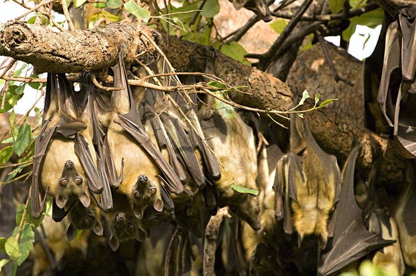 6 Days Bat Migration Safari in Kasanka National Park Zambia Bat Safari
