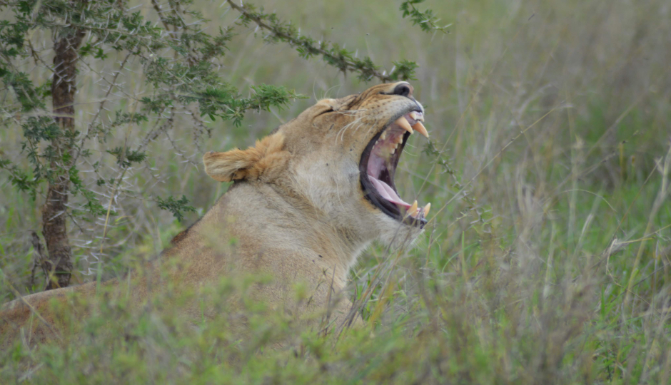 2days Luxury Wildlife Safari