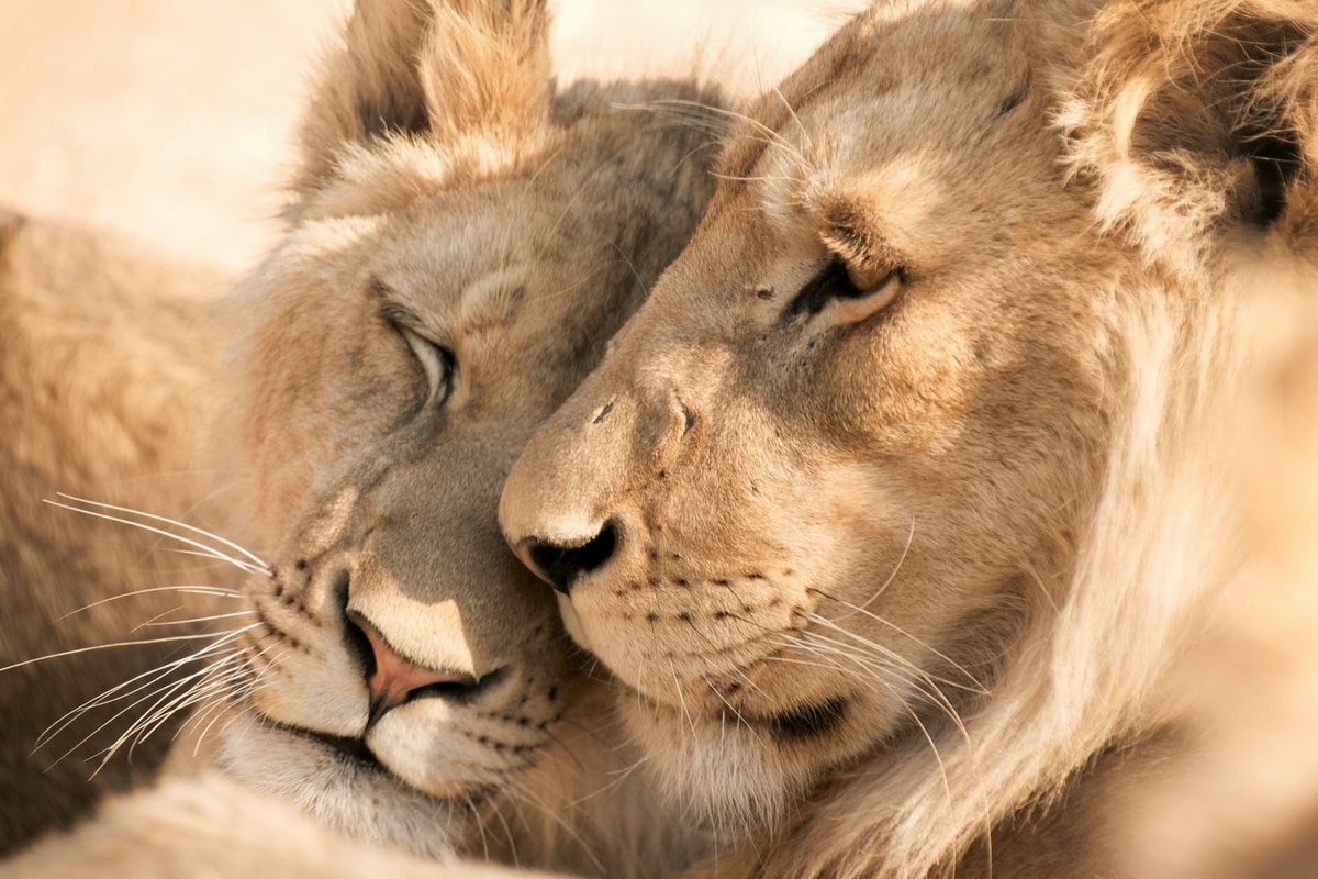 Lion and Lioness – Their Roles & Differences in the Pride – Safari Near