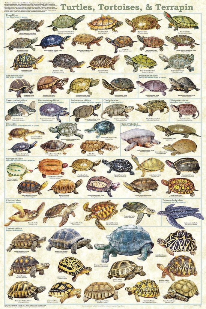Turtle Vs Tortoise: 8 Key Differences Between These Reptiles