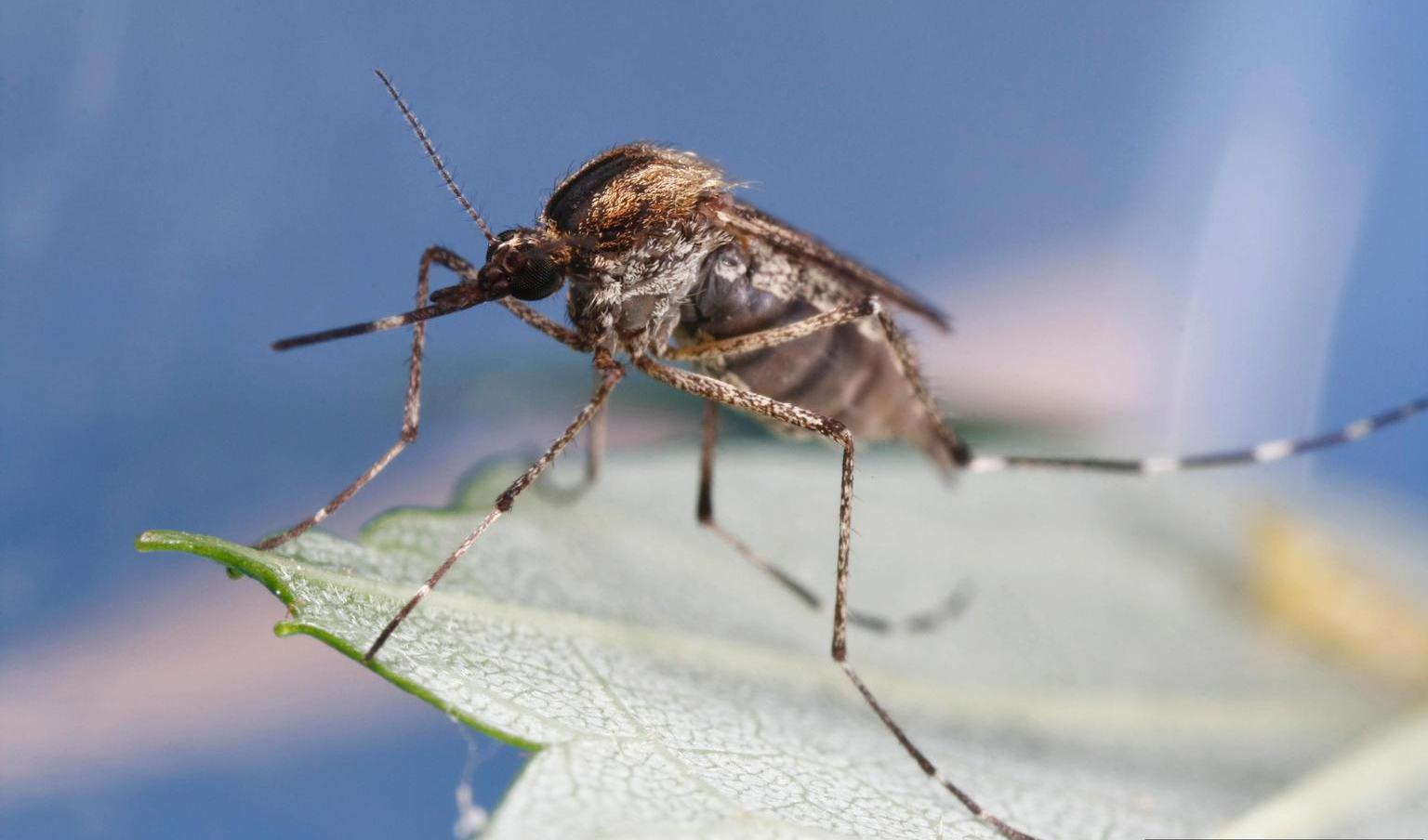 How to Kill and Control Mosquitoes in Summer Safe Killer